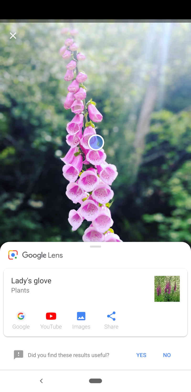 Google Image ID