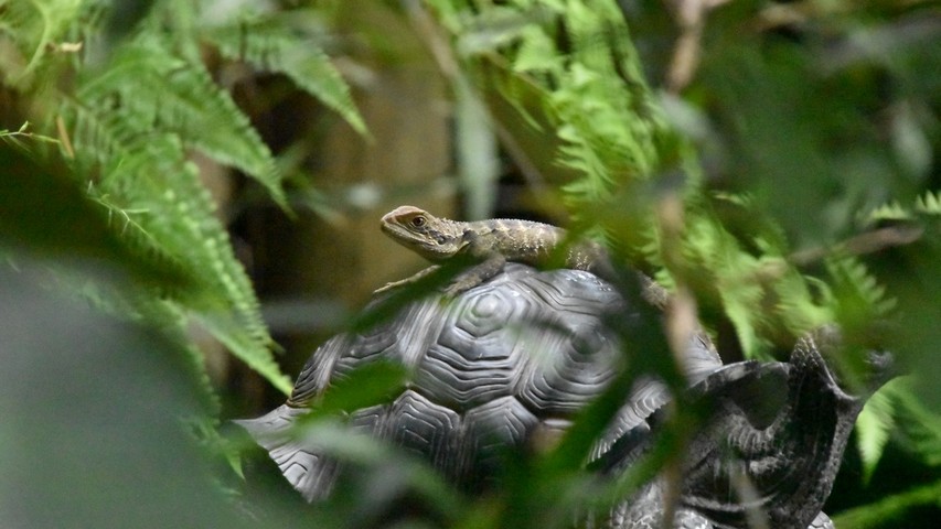 Water Dragon